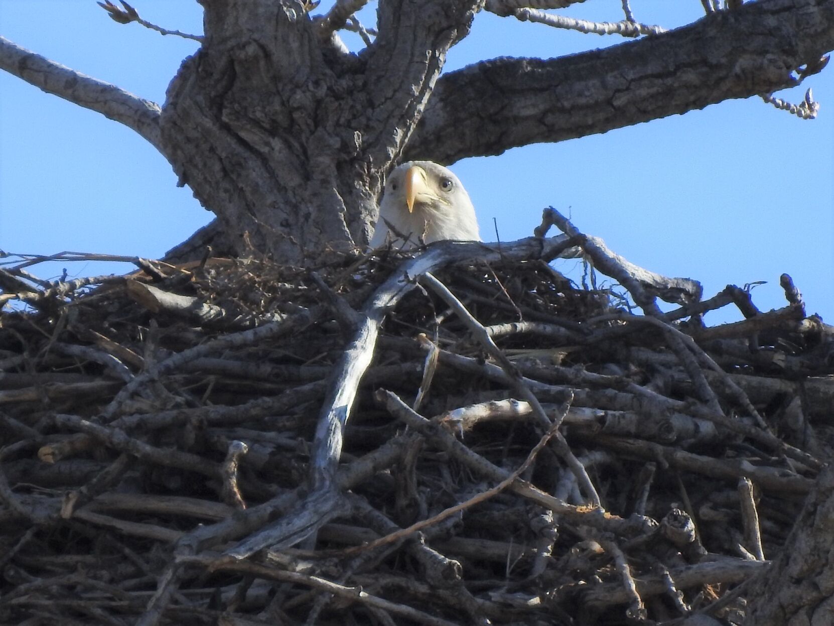 The Rader Nest